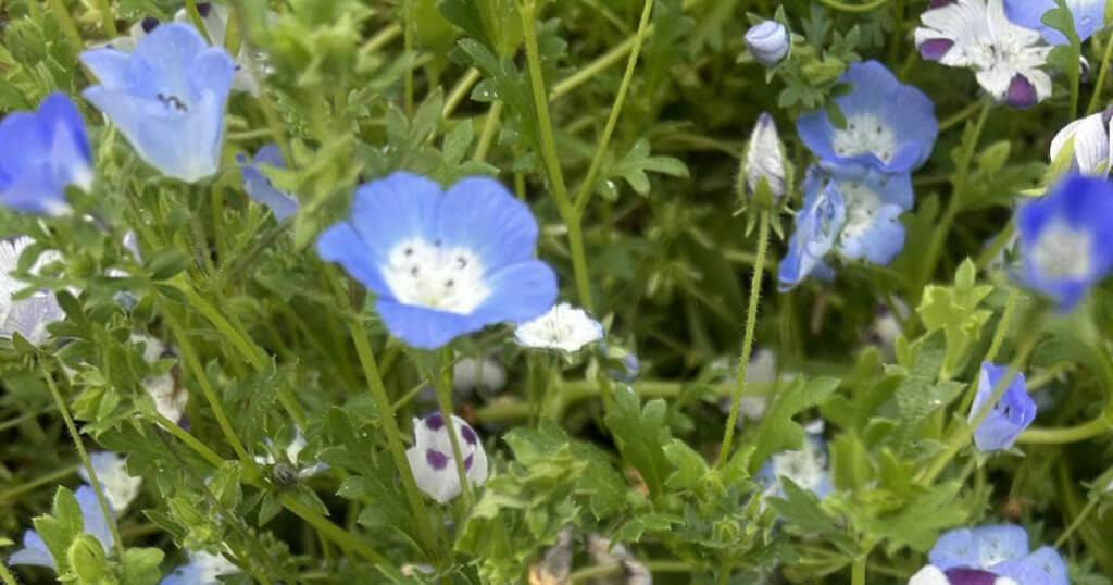 見ごろのネモフィラがいっぱいの花壇。でも、ところどころ違うのがいるような……？