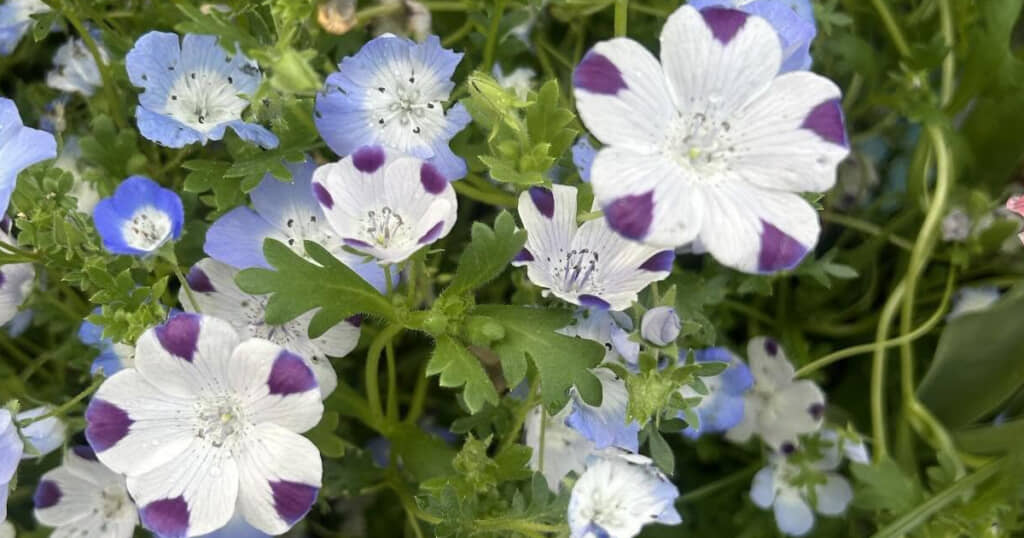 5枚の花びらがそれぞれフリーザ。悟空もさすがにさばききれない