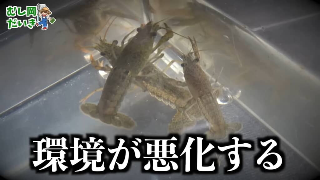 ザリガニ環境