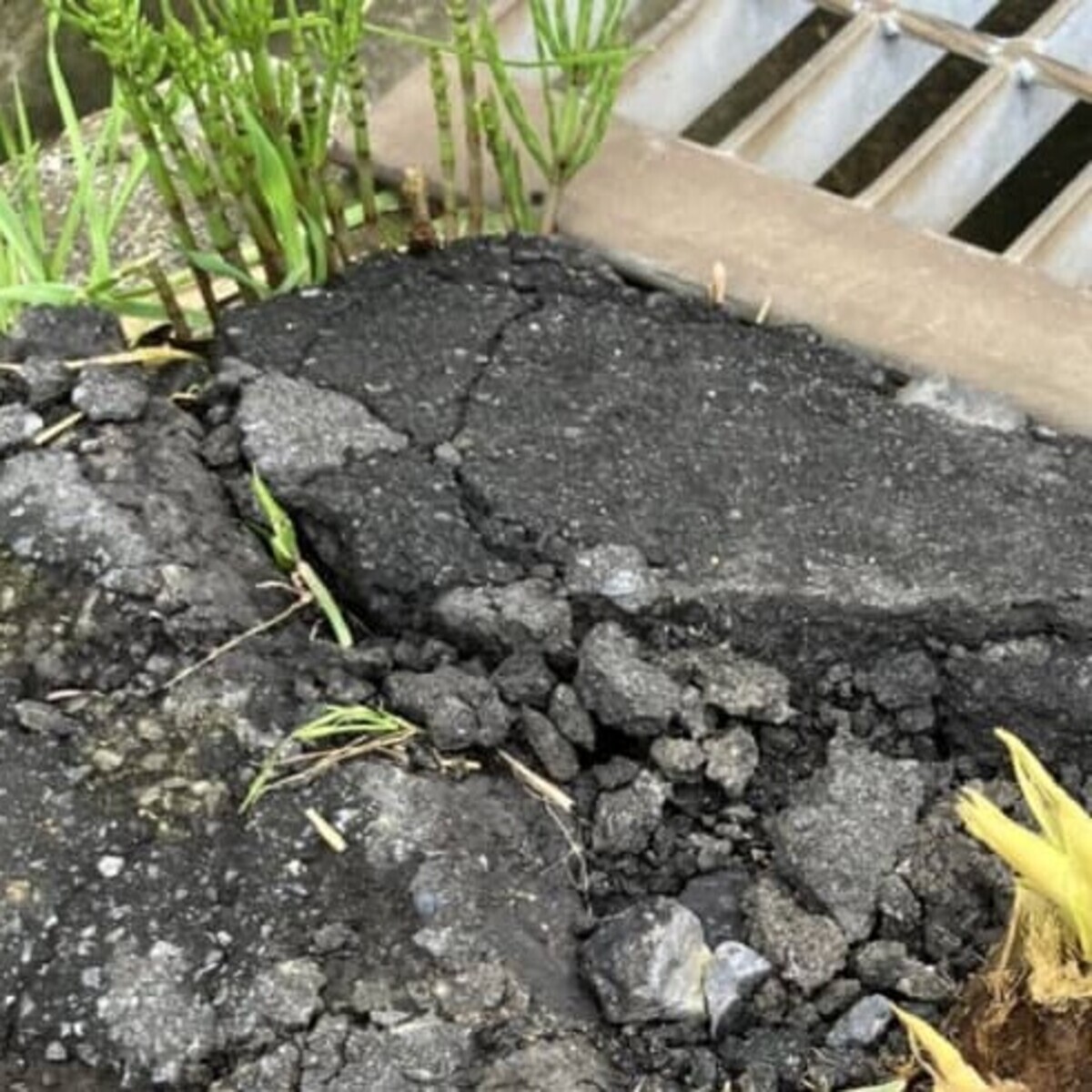 ひび割れた道路→よく見ると…… 「これは!!!」まさかの光景に「生命力ですねぇ」(1/2) | ライフスタイル ねとらぼ