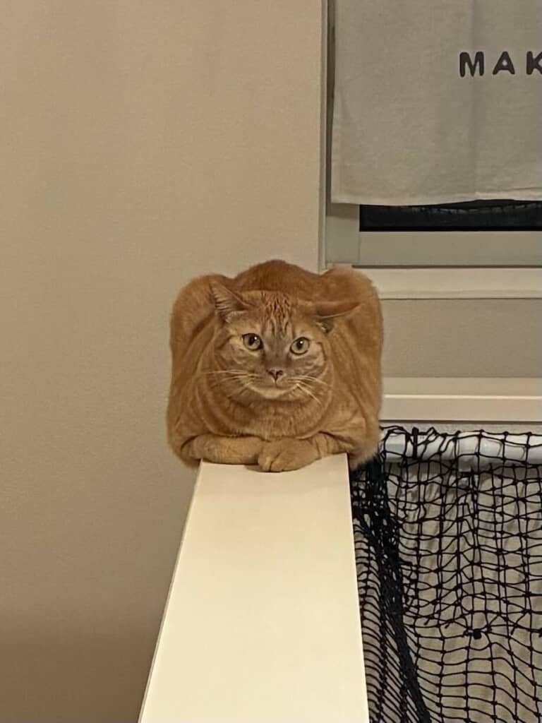 食パンではなく、こむぎちゃんでした