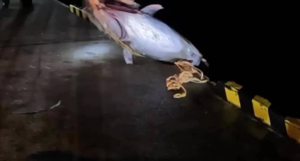 ついに堤防に引き揚げたところ