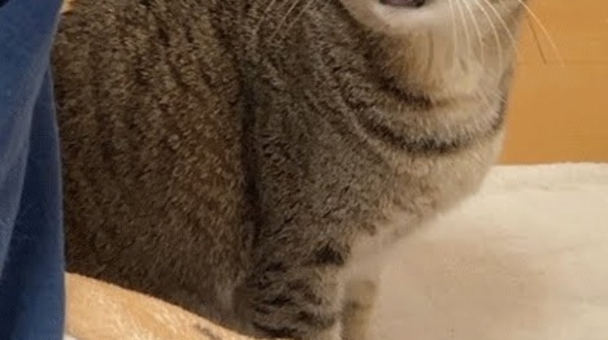 夫に恋する猫→目が合うと……“まさかの表情”に「人間の女すぎる」「主人たまんねーなw」「これ奥さん絶対嫉妬するやつw」（1/3） | 猫 ねとらぼ