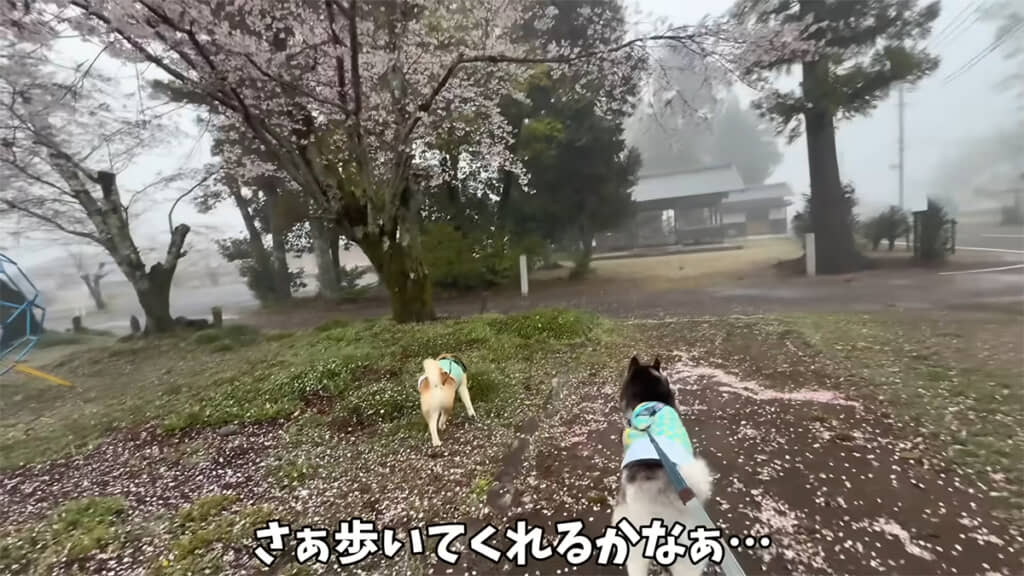 ママさんのワンオペ散歩