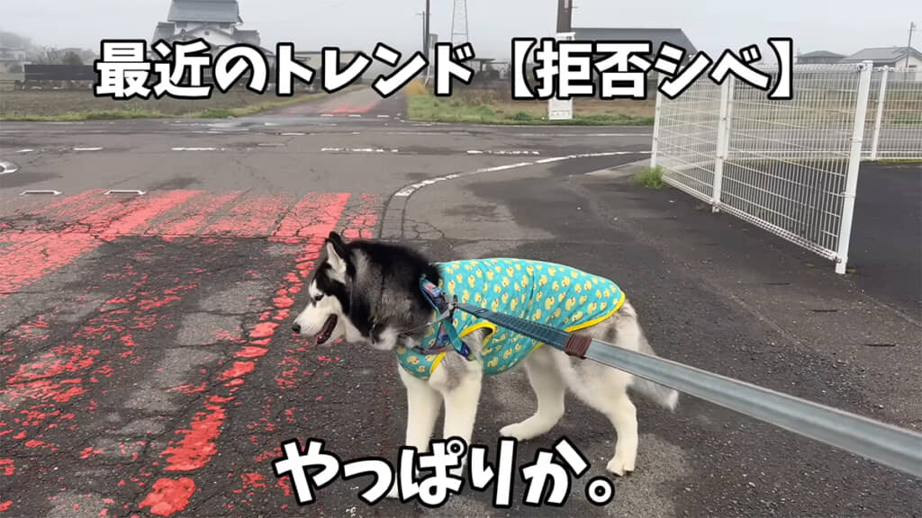 拒否シベおこめくん