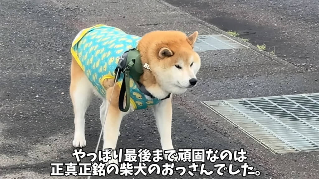 拒否柴おもちくん