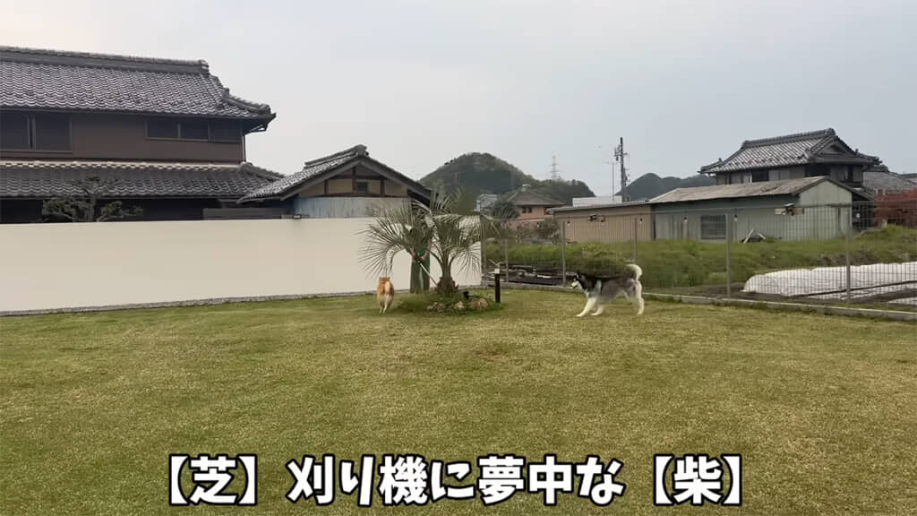 芝刈り機に夢中な柴犬