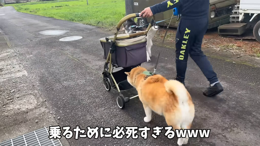 どうしてもヤドカリ号に乗りたいおもちくん