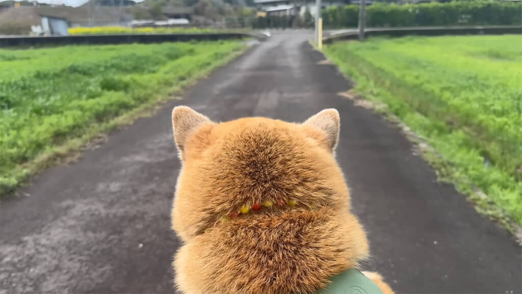おもちくんの後頭部、かわいいです
