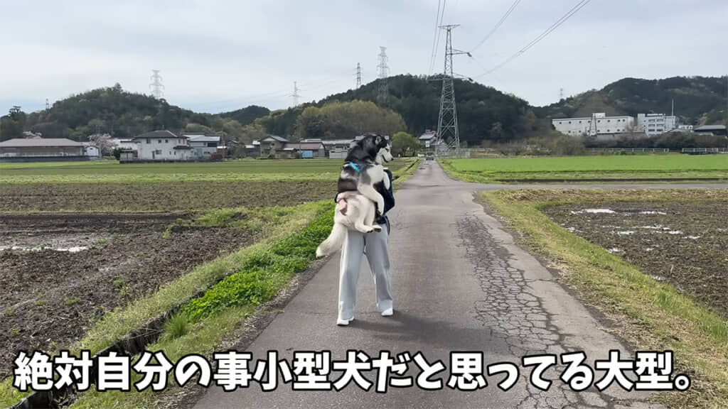 自分を小型犬だと思っている大型犬（31キロ）を抱き、スタスタ歩くママさん