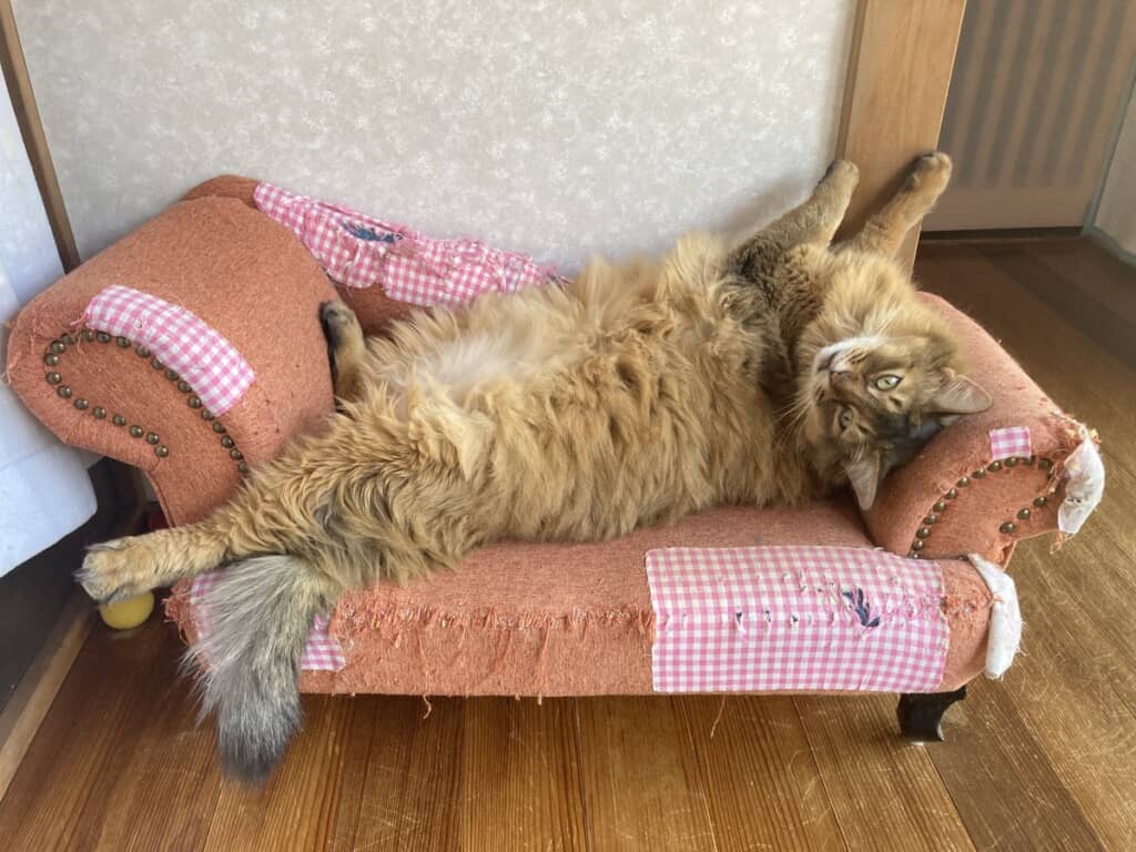 ごきげんさん