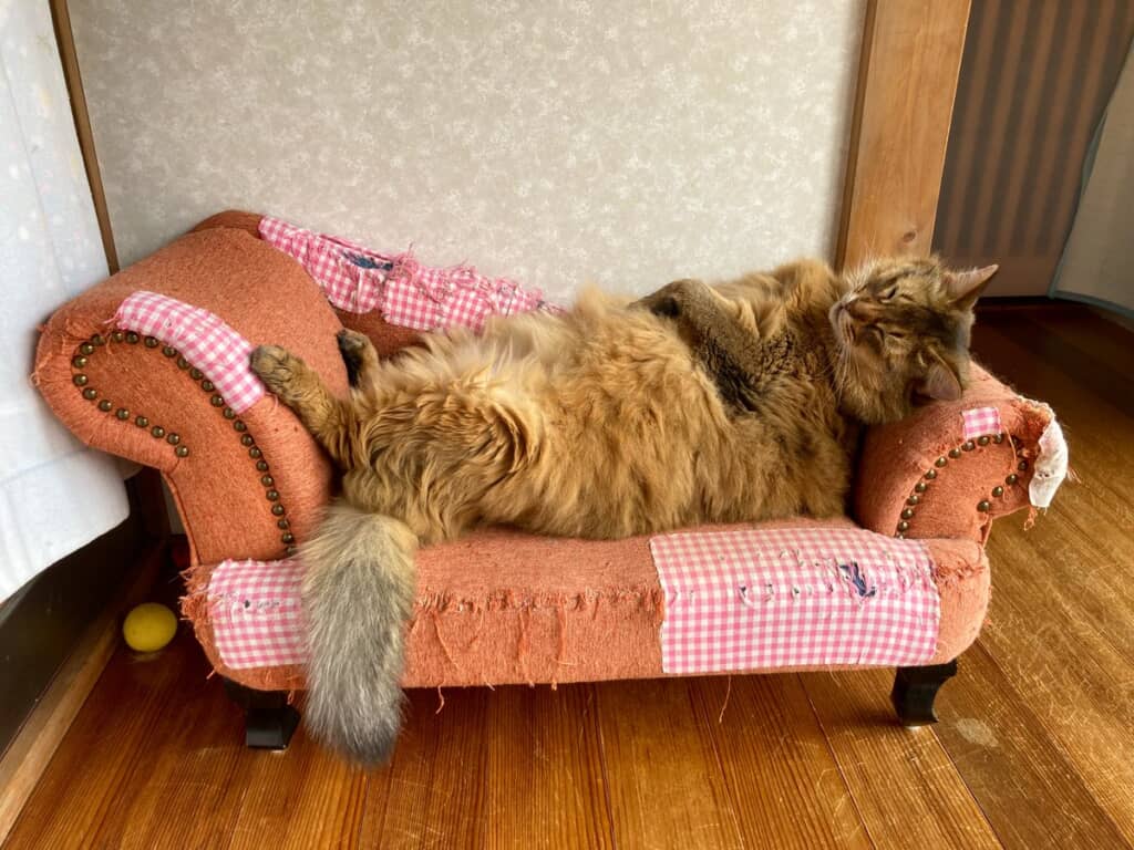 ソファ暮らし最高