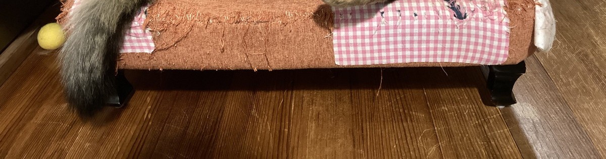 「6歳、家賃0円、ソファ暮らし、10キロねこ」→お腹が痛い光景が149万表示「吹いた」「圧倒的『勝ち組』感www」（1/3） | 猫 ねとらぼ