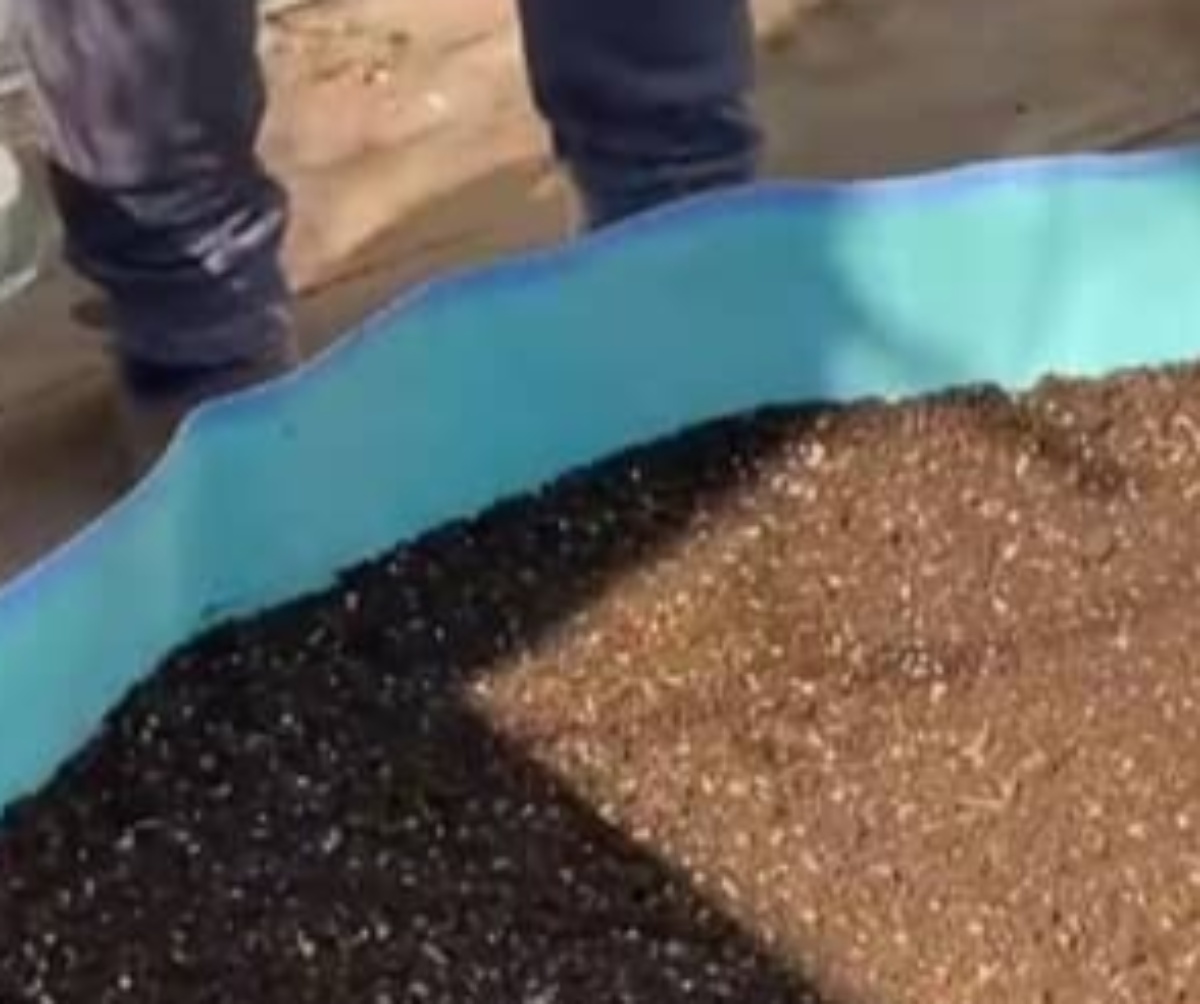 子ども用プールでスイカを育ててみたら…… 驚がくの光景に反響「世界初!?」「目からウロコでした」(1/3) | ライフスタイル ねとらぼ