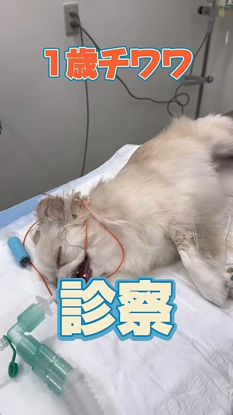 幼いワンちゃんの身に一体何が……？