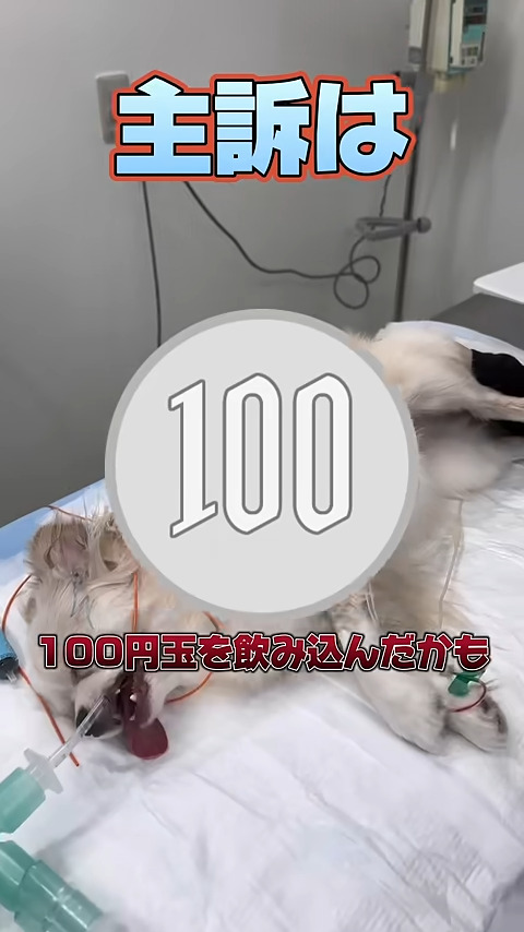 この小さい体で100円玉を飲み込んだ!?
