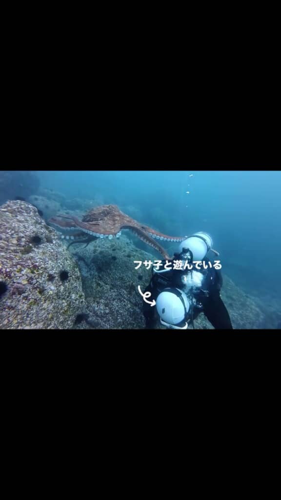 フサギンポと遊んでいる投稿者にもっと近づくミズダコ