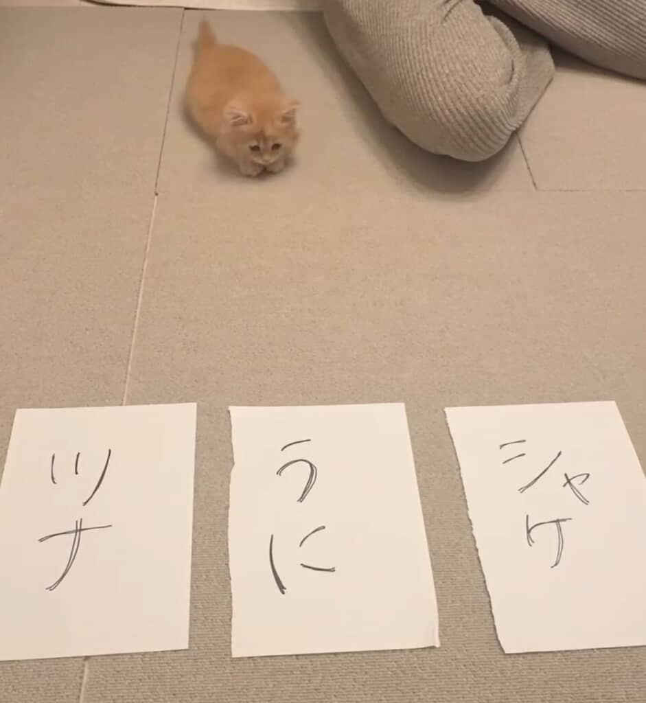 名前決めチャレンジ