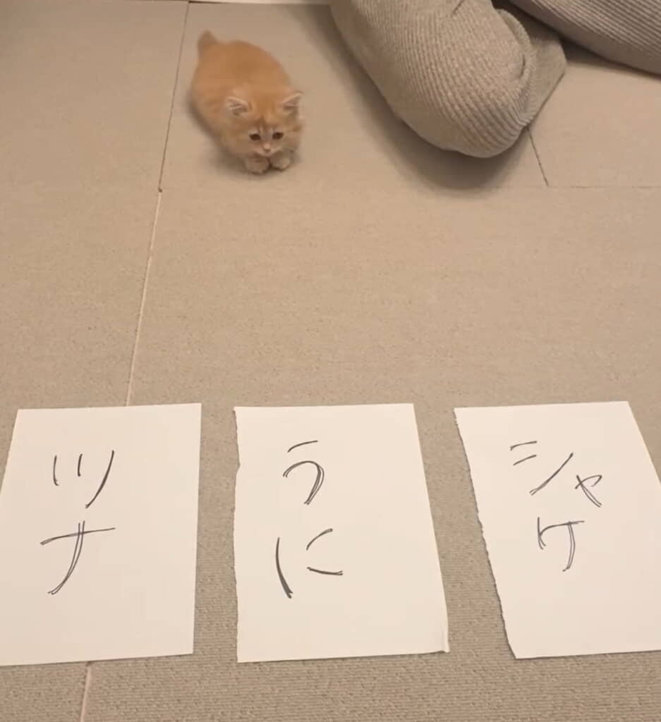 軽く全体を見渡して