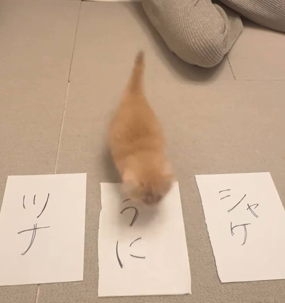 「うに」の紙へまっしぐら！