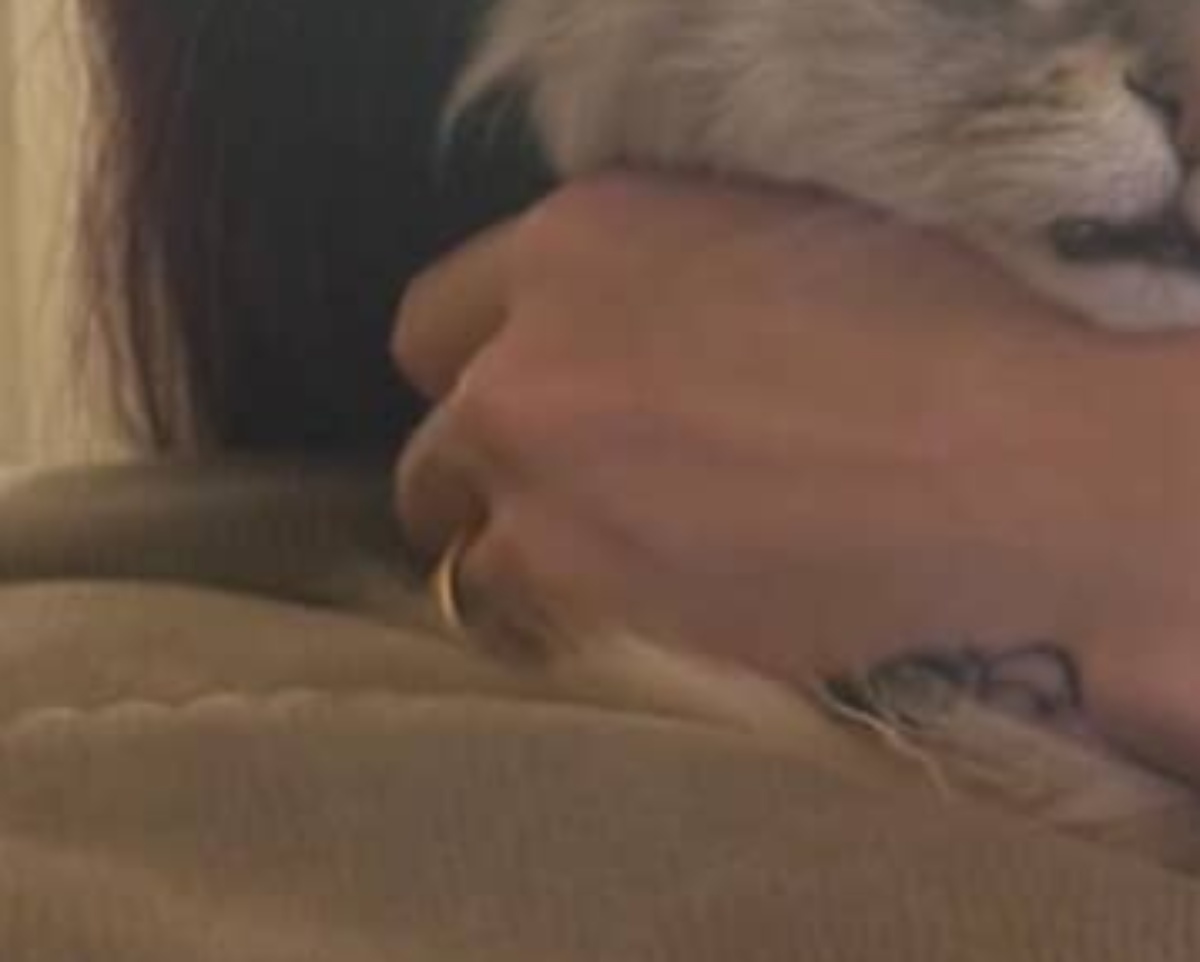 妻と戯れる愛猫→夫がふと見ると……　122万表示の“絶望の光景”にネット爆笑「この世の終わり」「ズートピアみたい」（1/3） | 猫 ねとらぼ