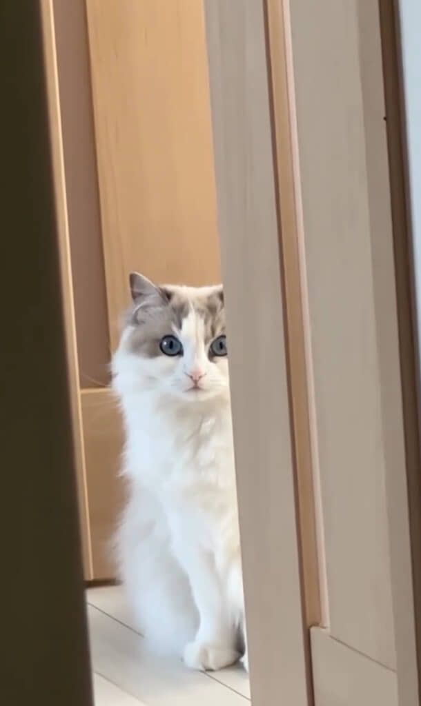 「じーっ」
