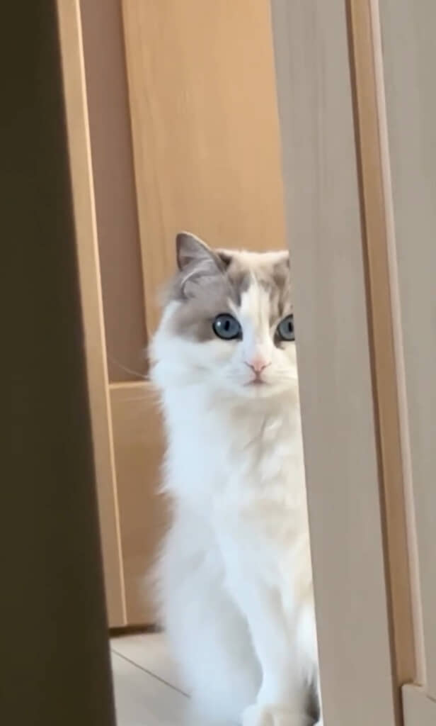 かわいすぎる……！