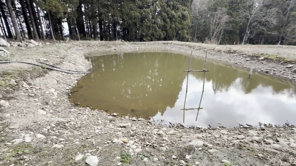 冬越しした当歳の錦鯉がいる野池
