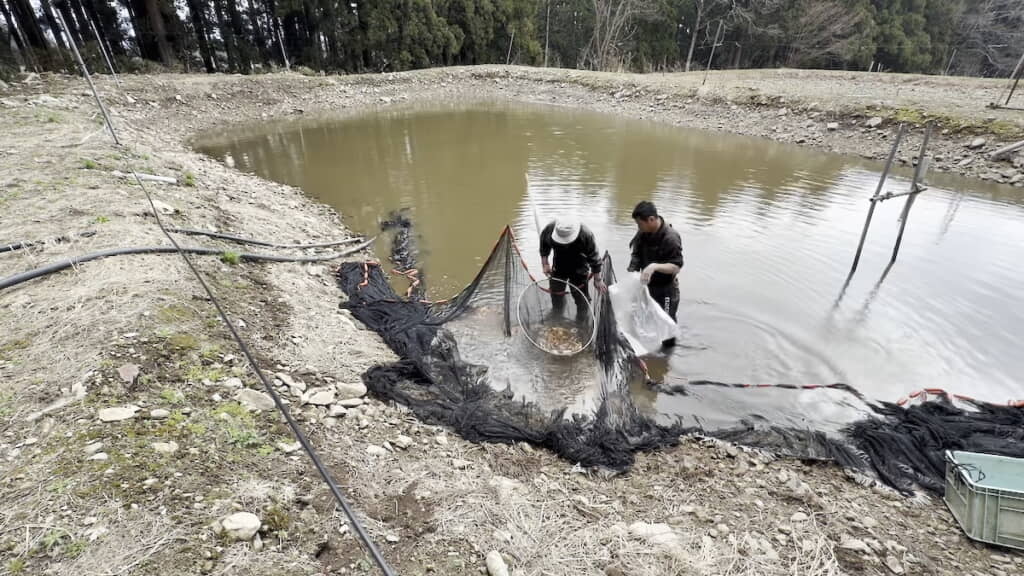 網で錦鯉を集めてタモですくう
