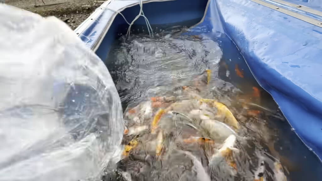 集めた錦鯉を車の荷台の水槽へ移す
