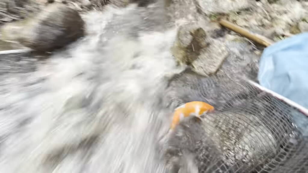 パイプから出てきた錦鯉をタモで受け止める
