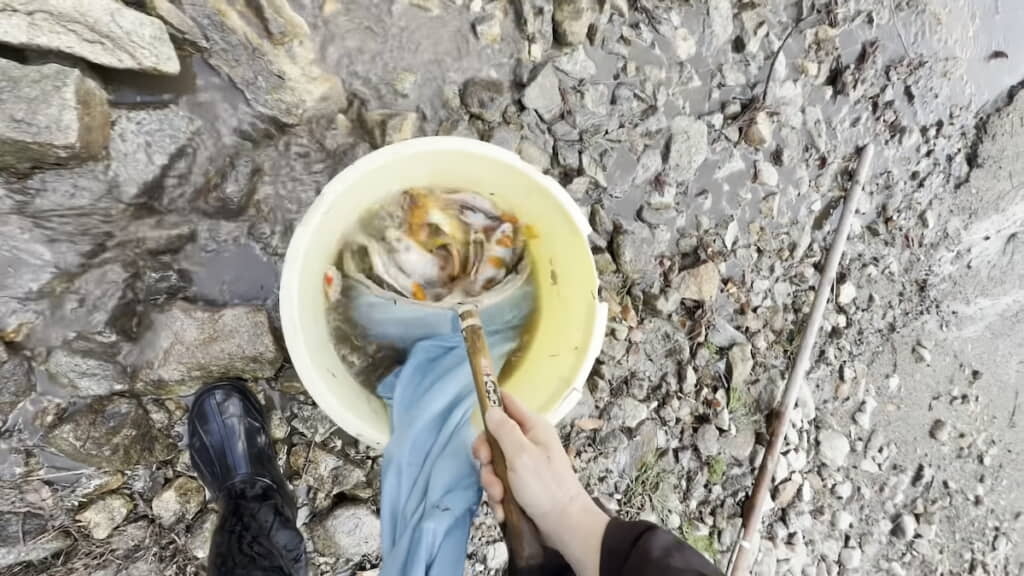 パイプから出てきた錦鯉たち
