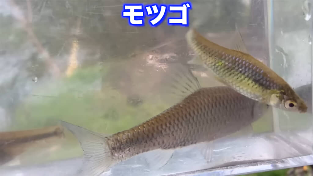 お次もモツゴの姿が、この水路では定番の生き物です