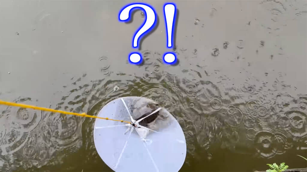 ネットの上に黒くて大きな生き物の姿が……！