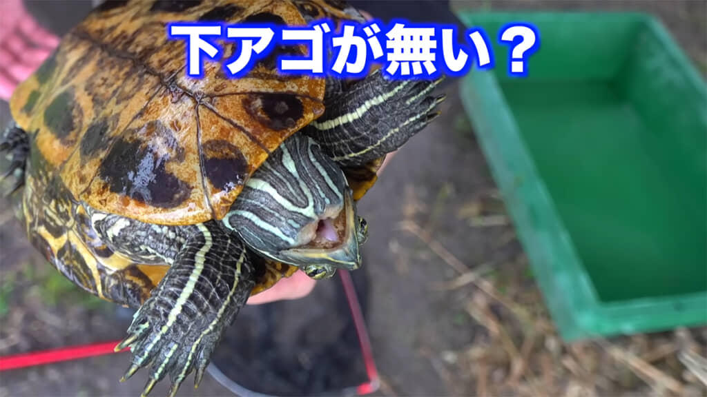 捕獲したアカミミガメはなぜか、下あごがありませんでした
