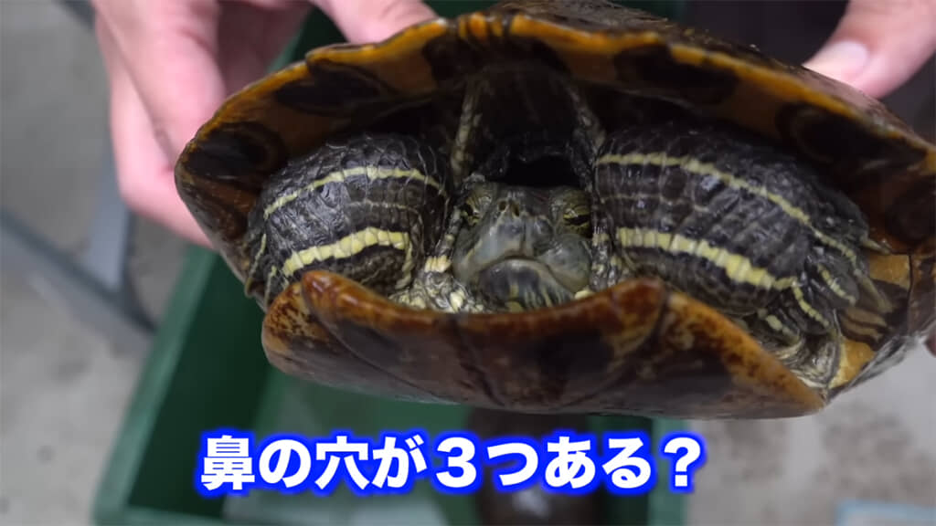 2匹目のアカミミガメは上あごが変形している疑惑が
