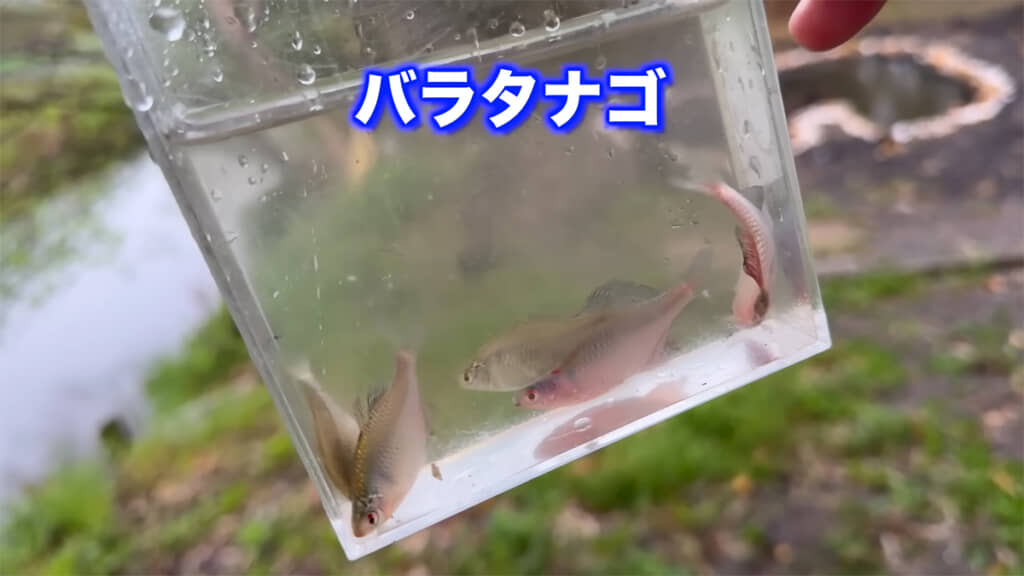バラタナゴは5匹捕獲できました