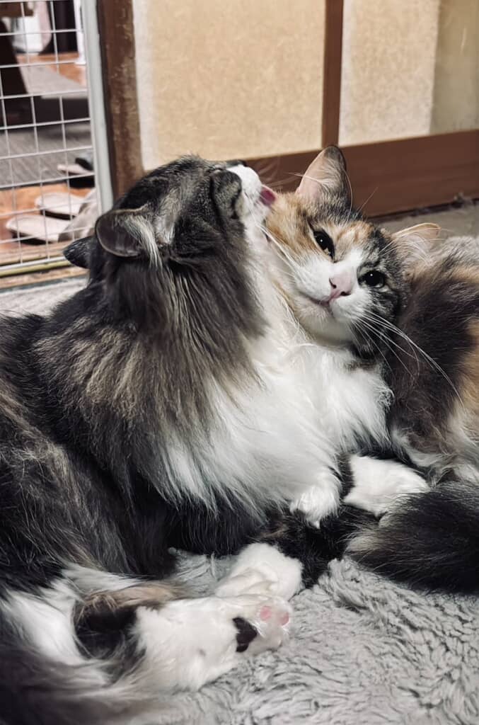 ユズちゃんの毛もきれいにしてあげます