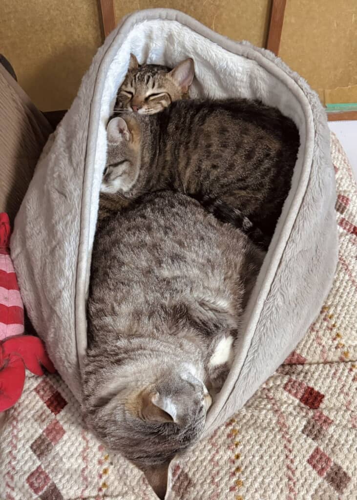 ぎゅうぎゅう、みんな仲良く暮らしてます◎