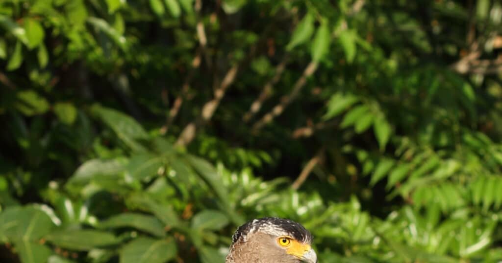 鳥の頭の画像