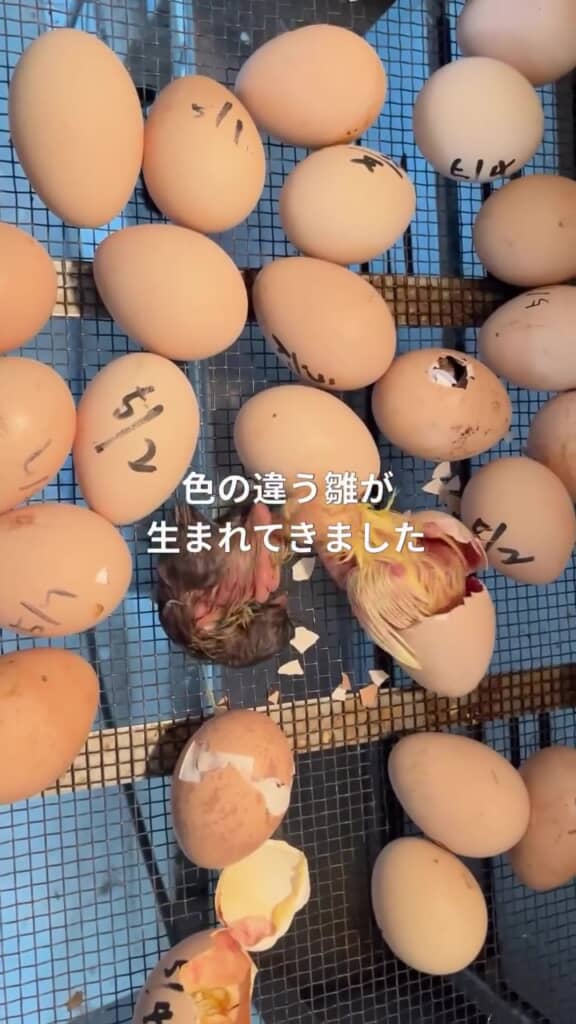 ほかの子とは色違いのヒナが誕生