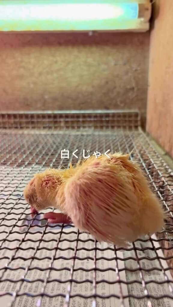 生まれた直後から白い羽