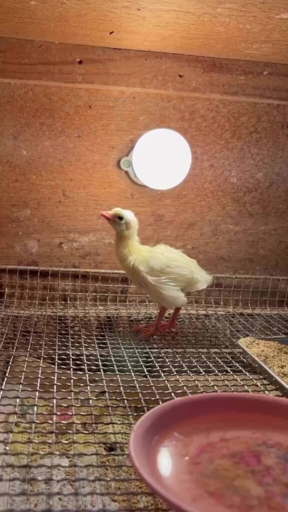 順調に大きくなっていきます