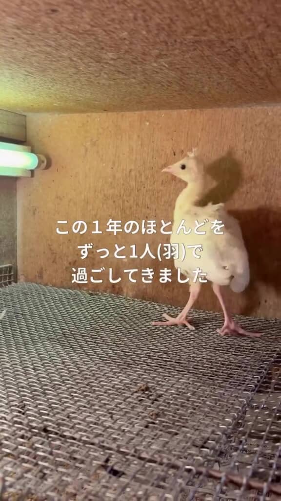 諸事情によりほかのヒナとは離れて生活