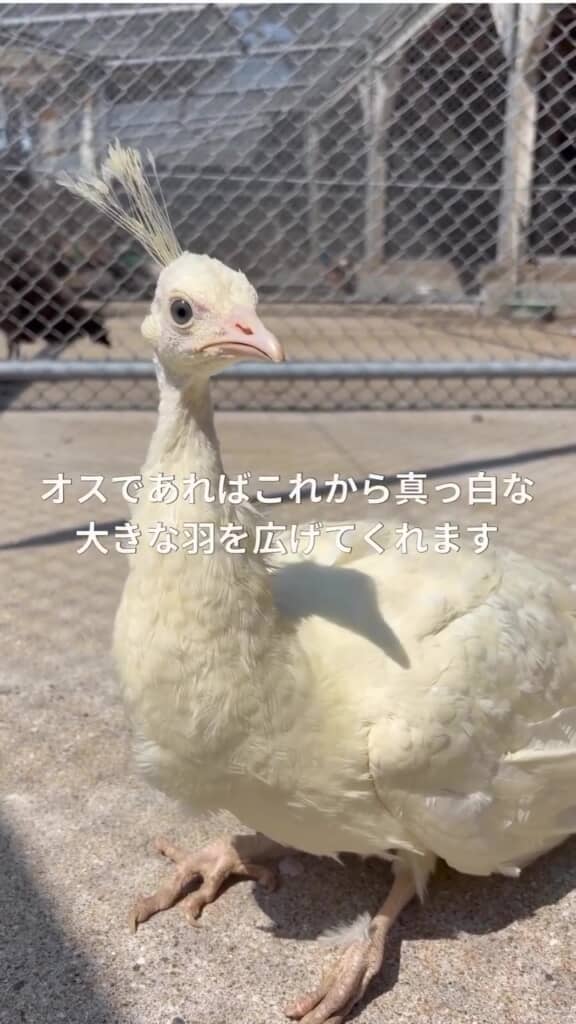性別を明確に判断するには3年ほどかかるのだとか