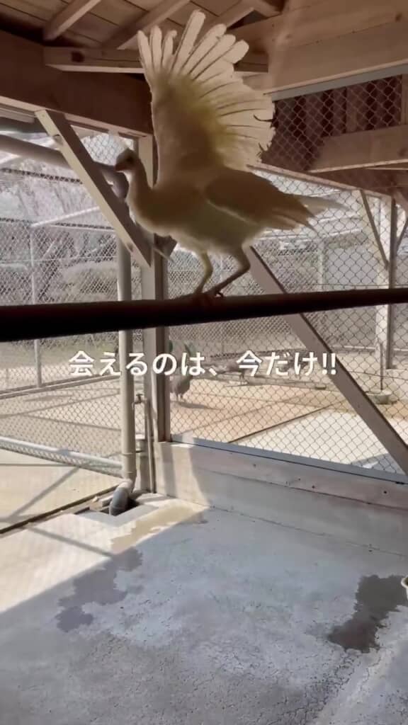 成長途中の白くじゃくを見られるのは短い期間だけ