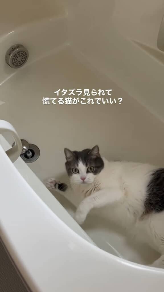 飼い主さんの存在にびっくり！