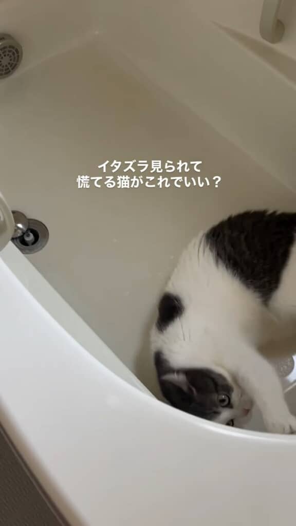 とりあえず隠れてみるうるくん