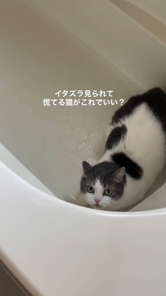 最後は開き直ったような表情に