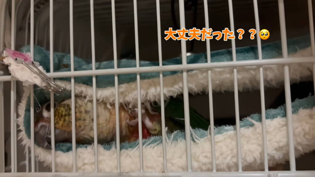 カバーを開けて鳥かごの中を見ると……